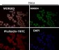 Anti-Calreticulin Rabbit Monoclonal Antibody
